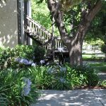 AlvaradoParkside exterior area with walking paths and large trees