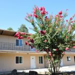 College Street Apartments exterior area showing beautiful plant