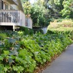 Sherwood & Forest Arms Apartments showing exterior grounds with pretty flowers and lush landscaping